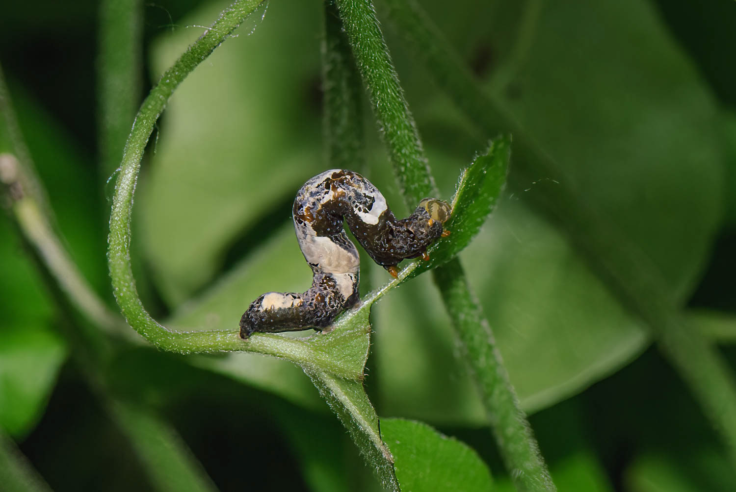 Moonseed Moth (Plusiodonta compressipalpis)