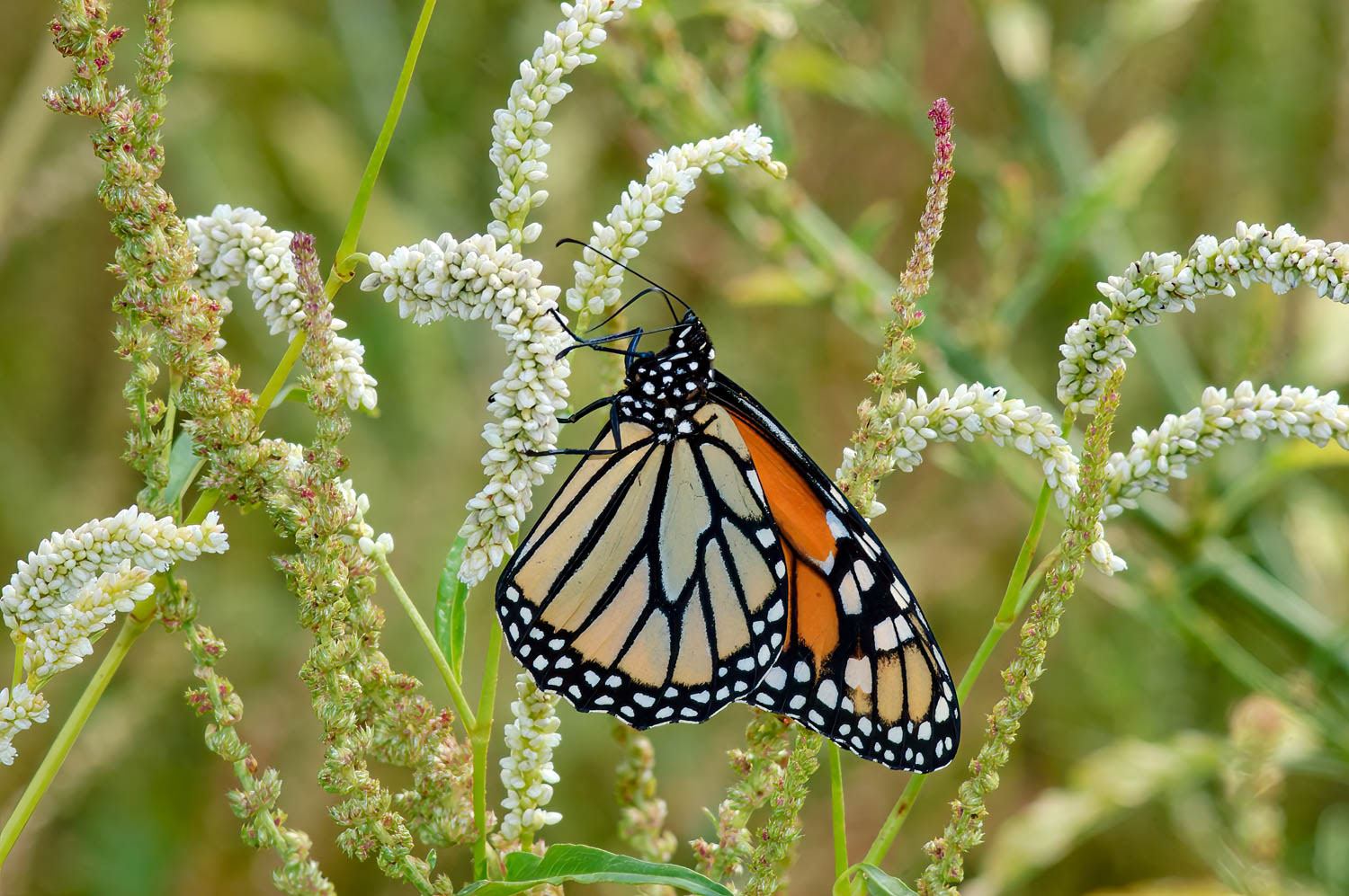 Monarch (Danaus plexippus)