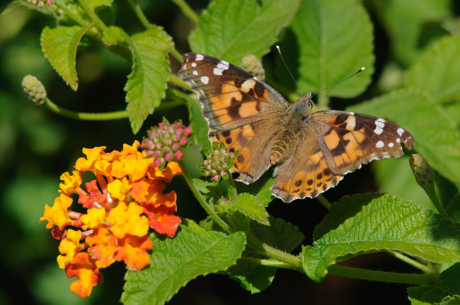 Paintes Lady (Vanessa cardui)