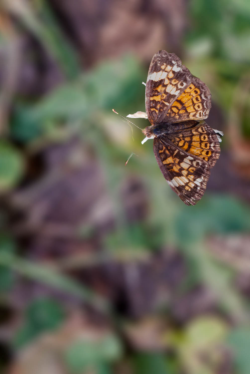 Phaon Crescent (Phyciodes phaon)