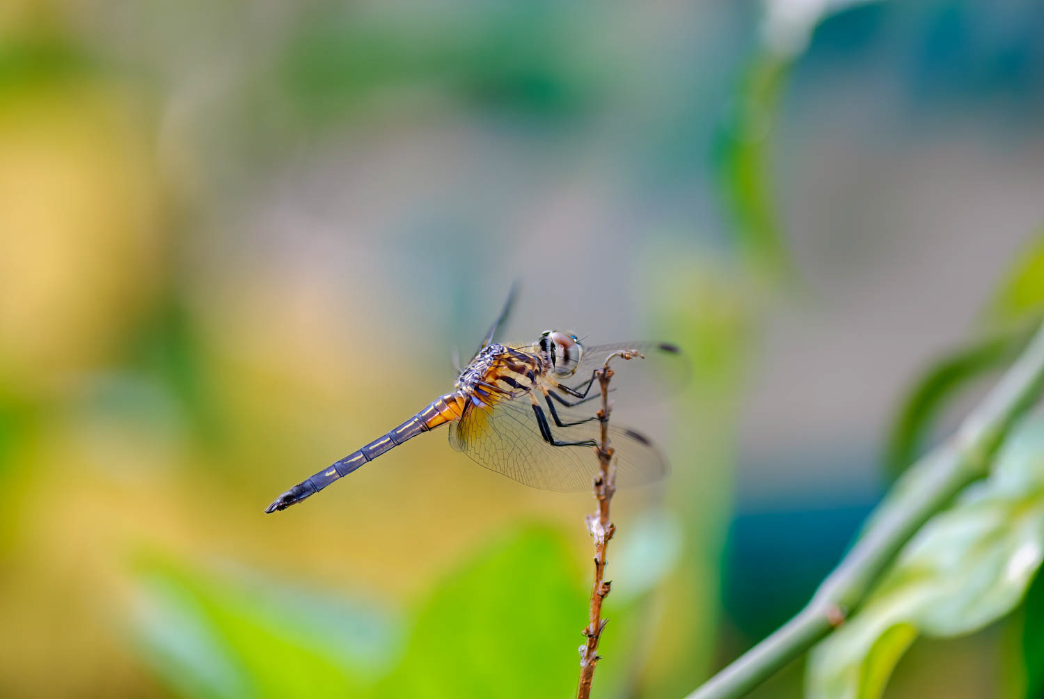 Blue Dasher (Pachydiplax longipennis) Female