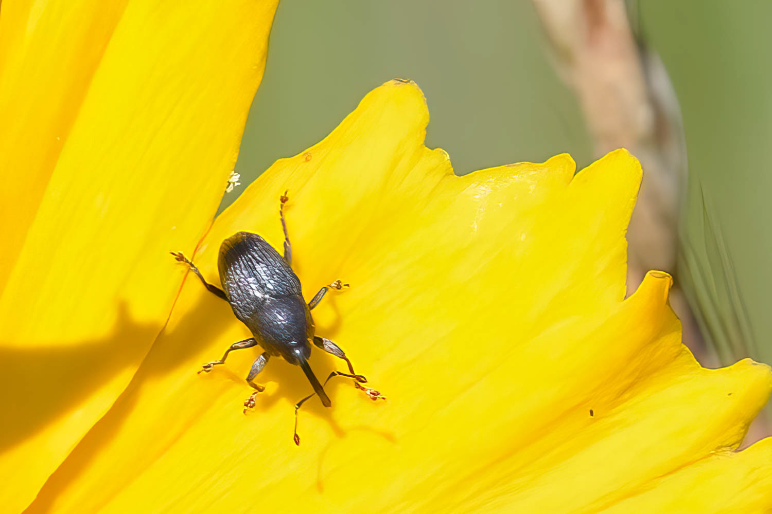 whitefringed weevil (Naupactus leucoloma)