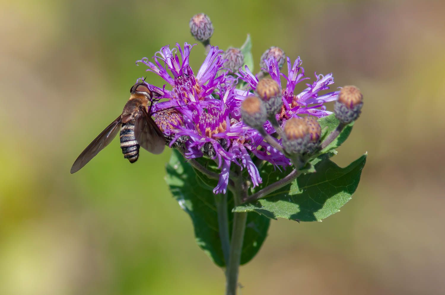 Progressive Bee Fly