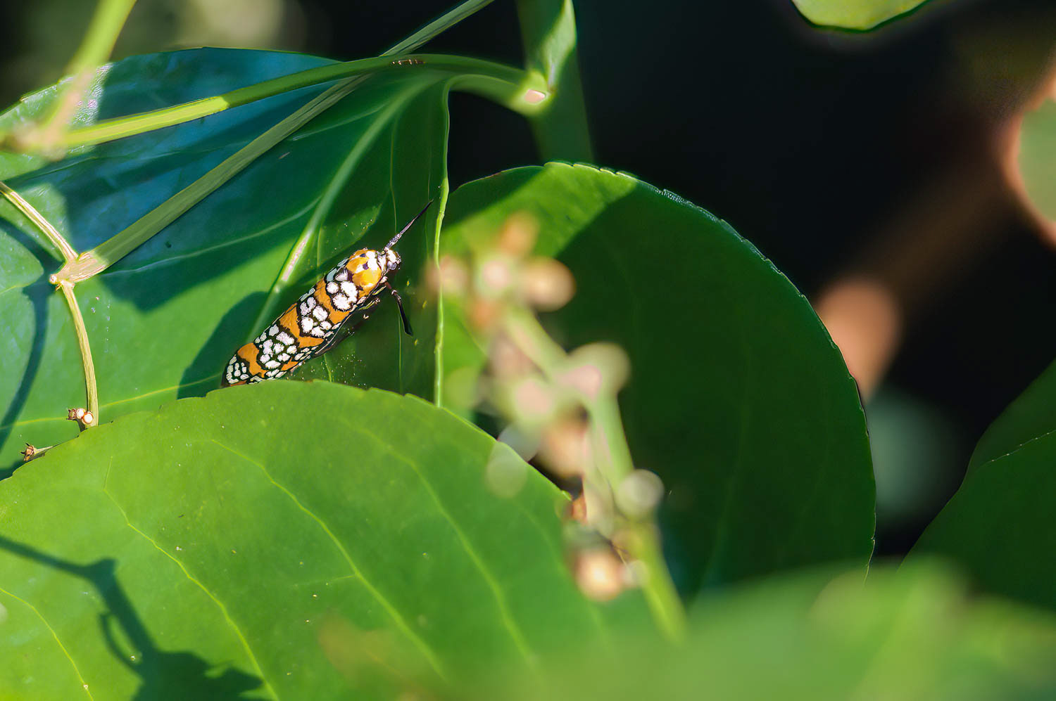 Ailanthus Webworm Moth (Atteva aurea)