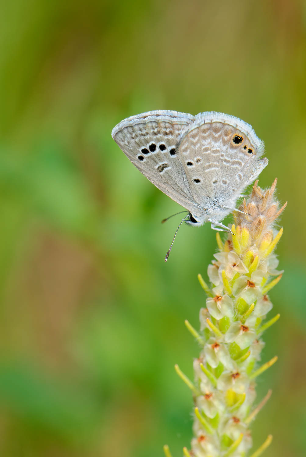 Reakirt's Blue (Echinargus isola)