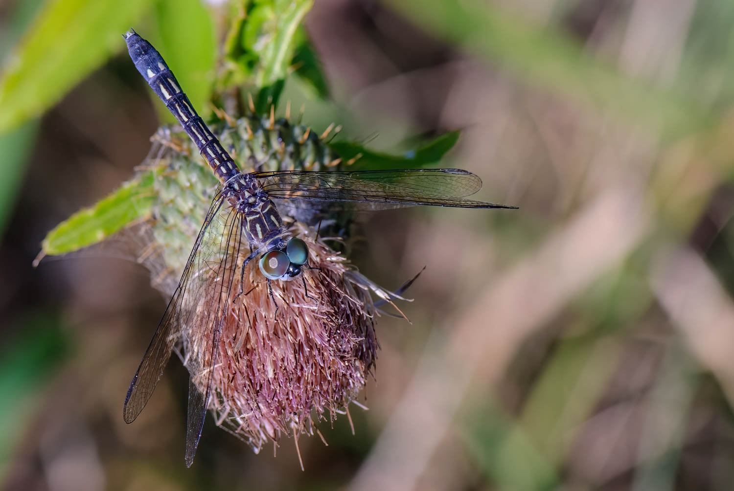 Blue Dasher (Pachydiplax longipennis) Female