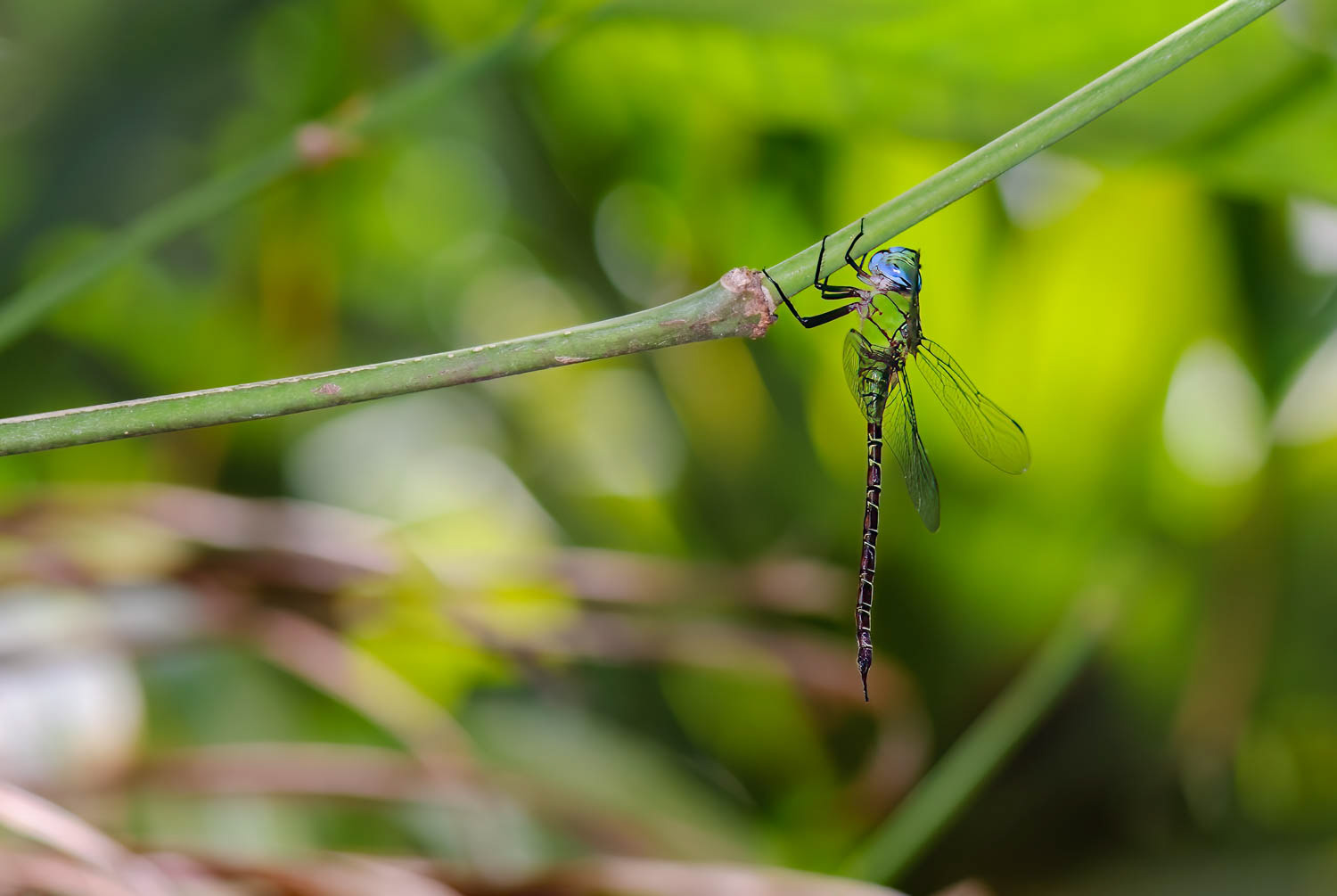 Blue-faced Darner (Coryphaeschna adnexa)
