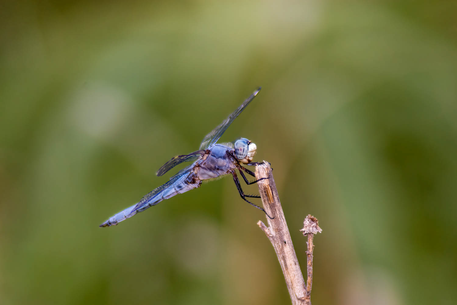 Comanche Skimmer (Libellula comanche) Male