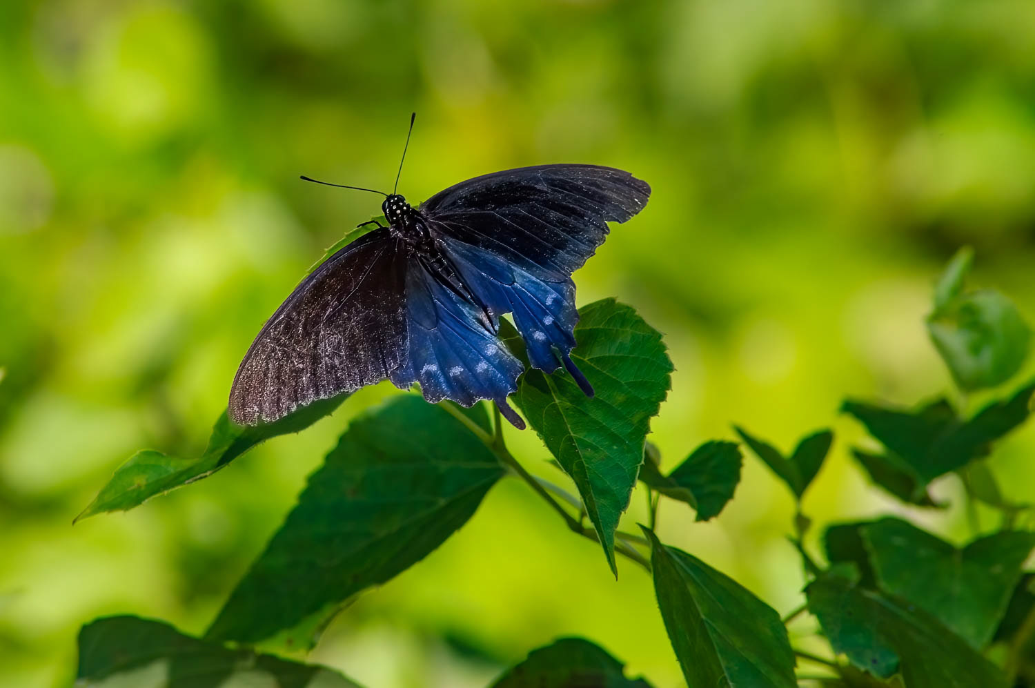 Pipevine Swallowtail Battus philenor)