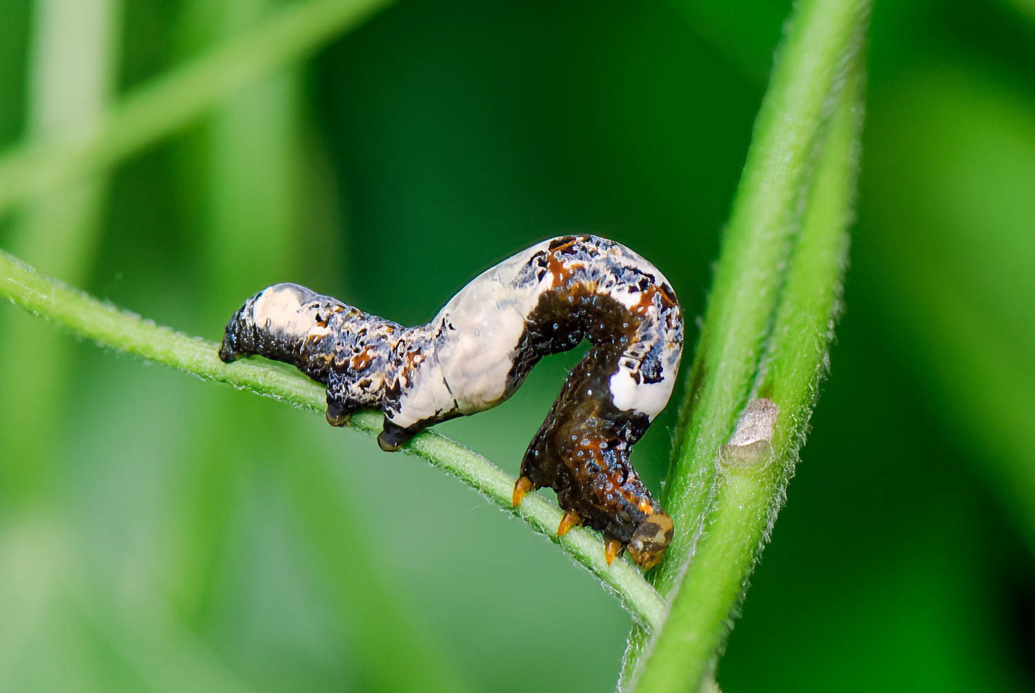 Moonseed Moth (Plusiodonta compressipalpis)