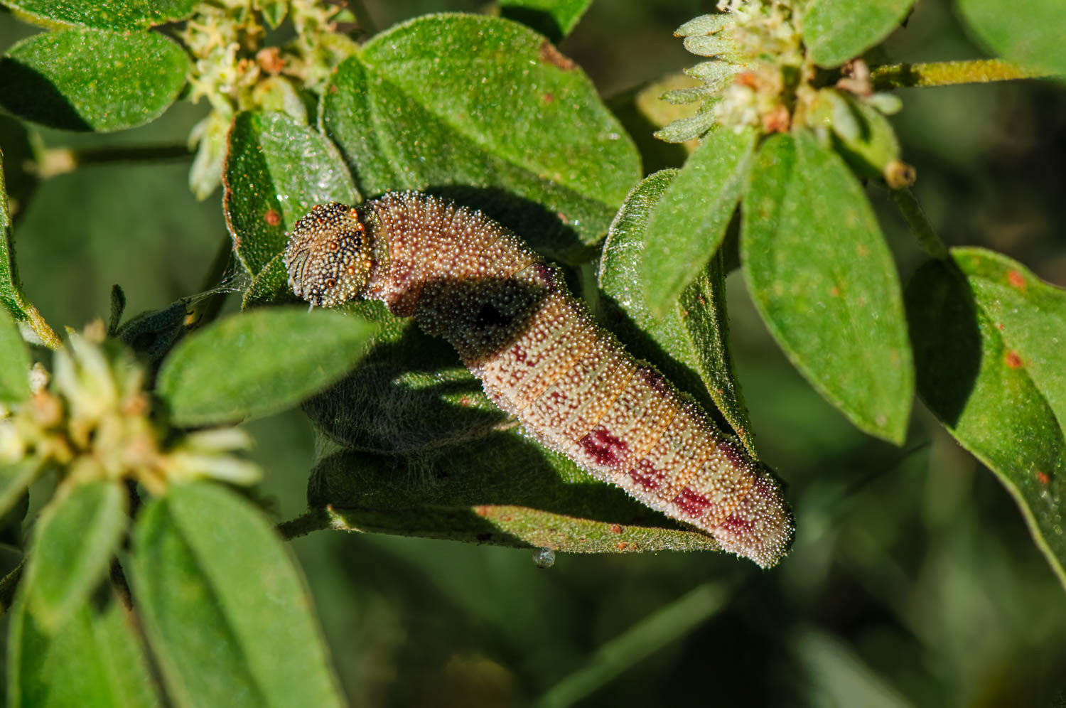 Eastern-tailed Blue Caterpillar Cupido comyntas)