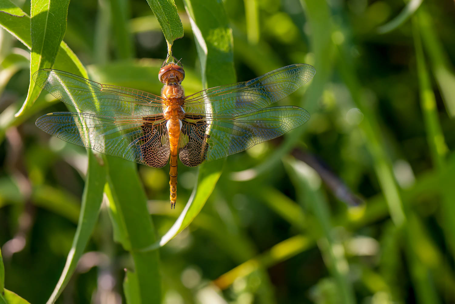Regal Darner (Coryphaeschna ingens)