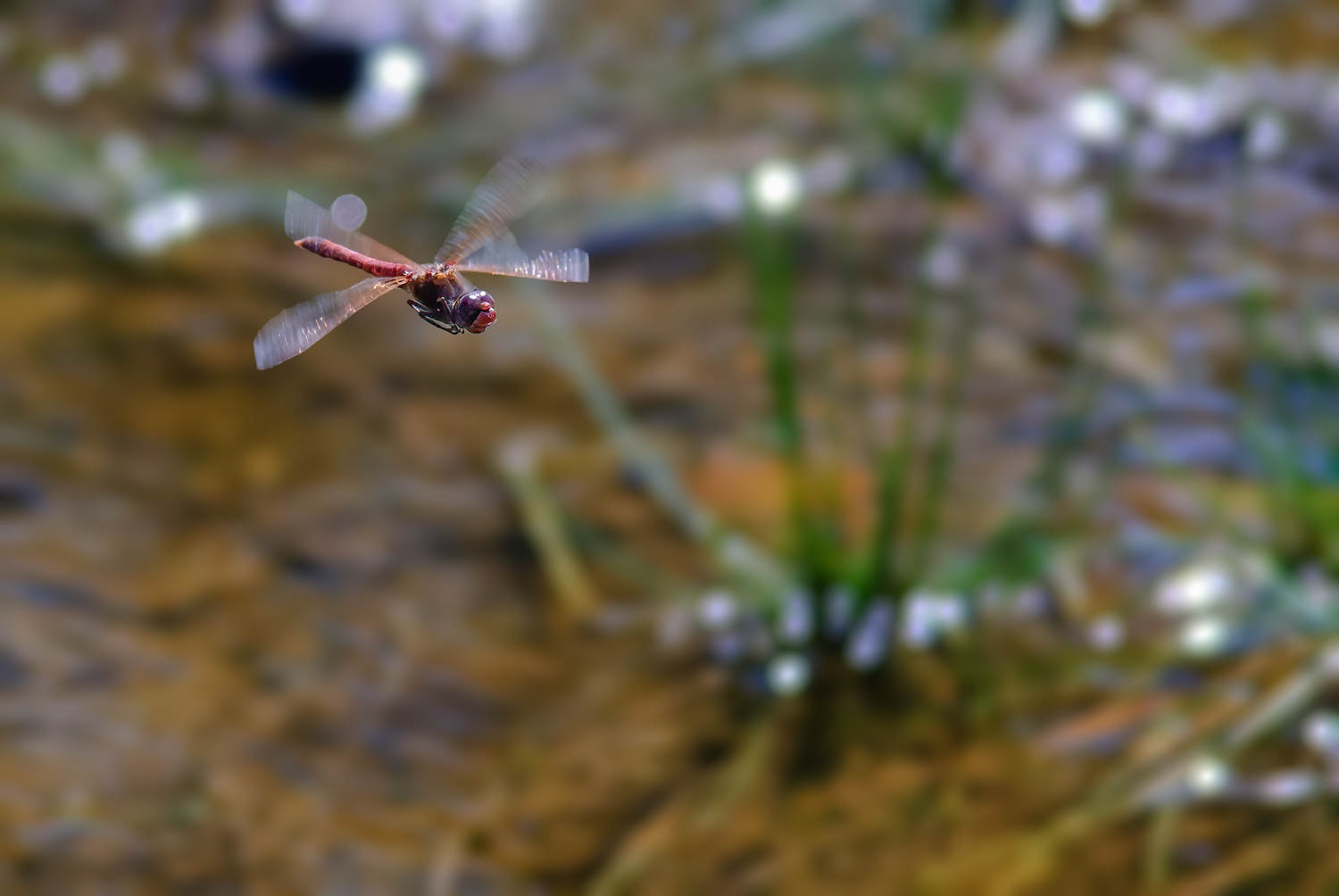 Autumn Meadowhawk (Sympetrum vicinum)