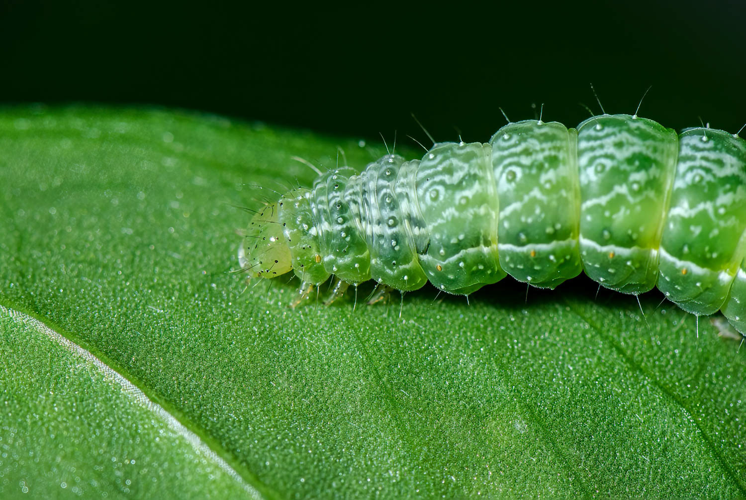 Tissue Moth Caterpillsr(Triphosa haesitata)