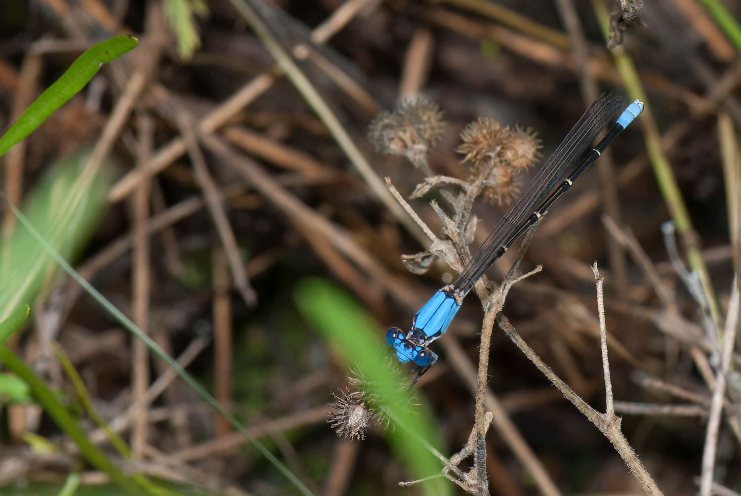 Blue-ringed Dancer (Argia sedula) Male