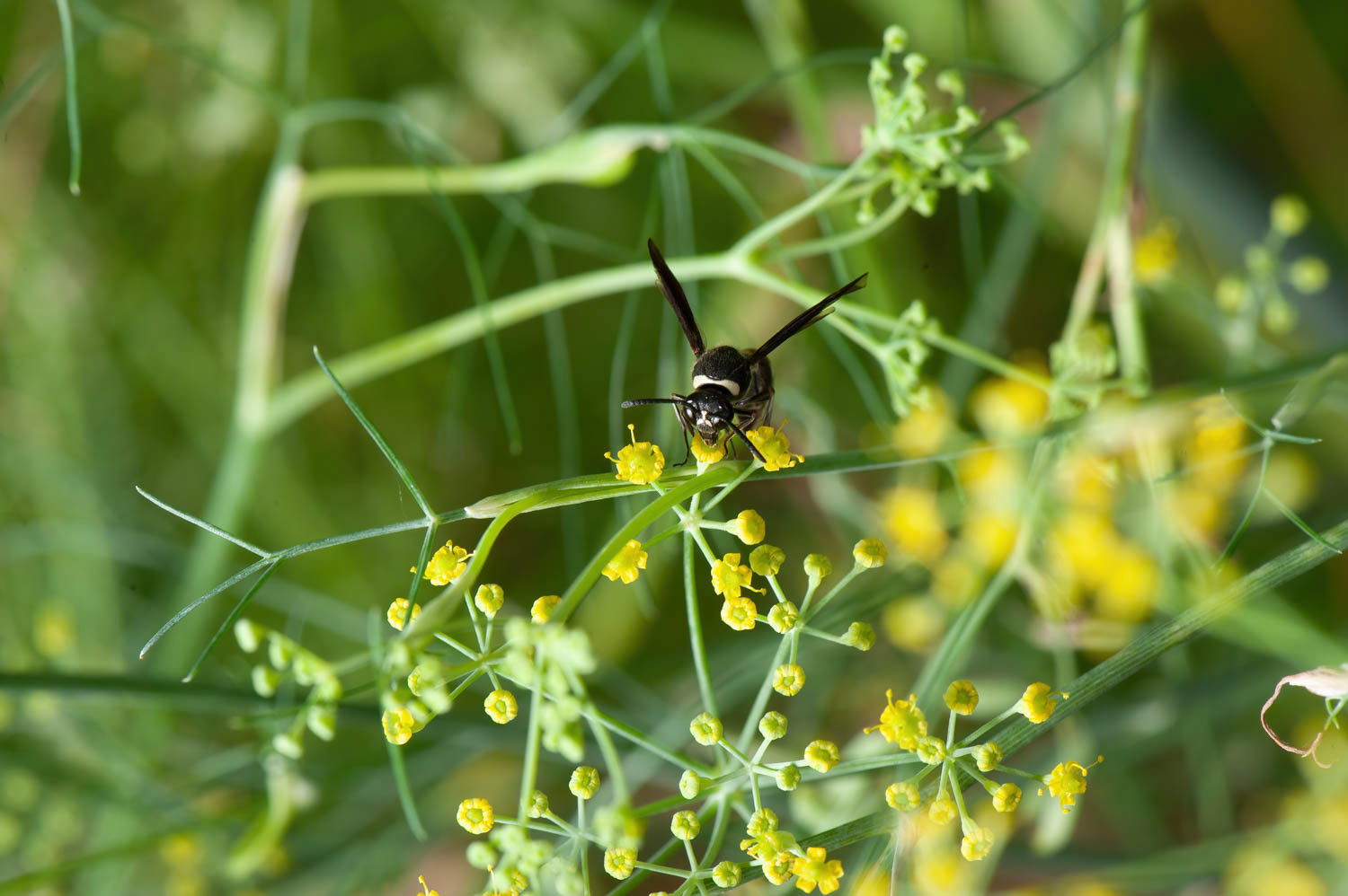 Potter Wasp (Eumenes fraternus )