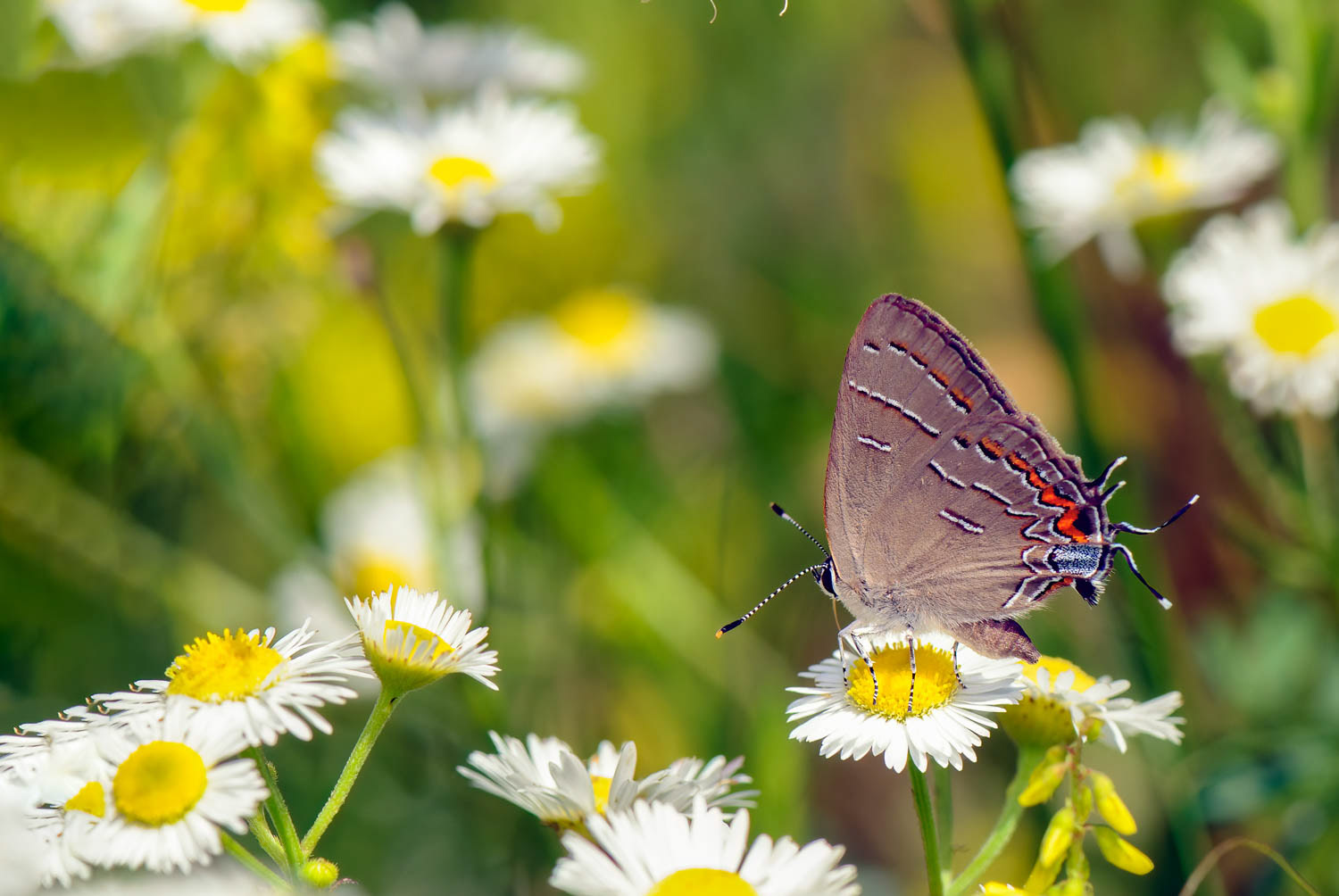 Soapberry Hairstreak (Phaeostrymon alcestis)