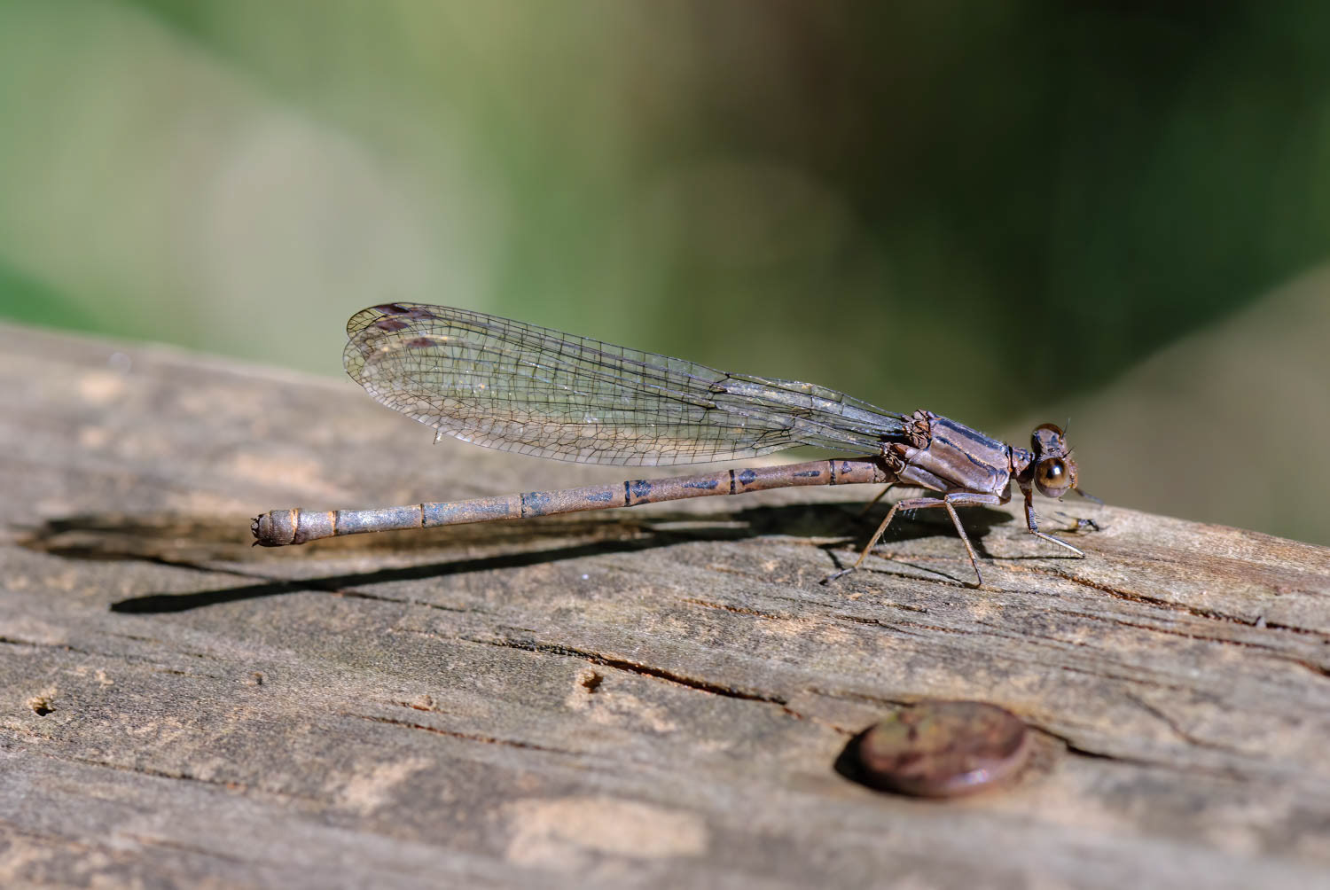 Aztec Dancer (Argia nahuana)