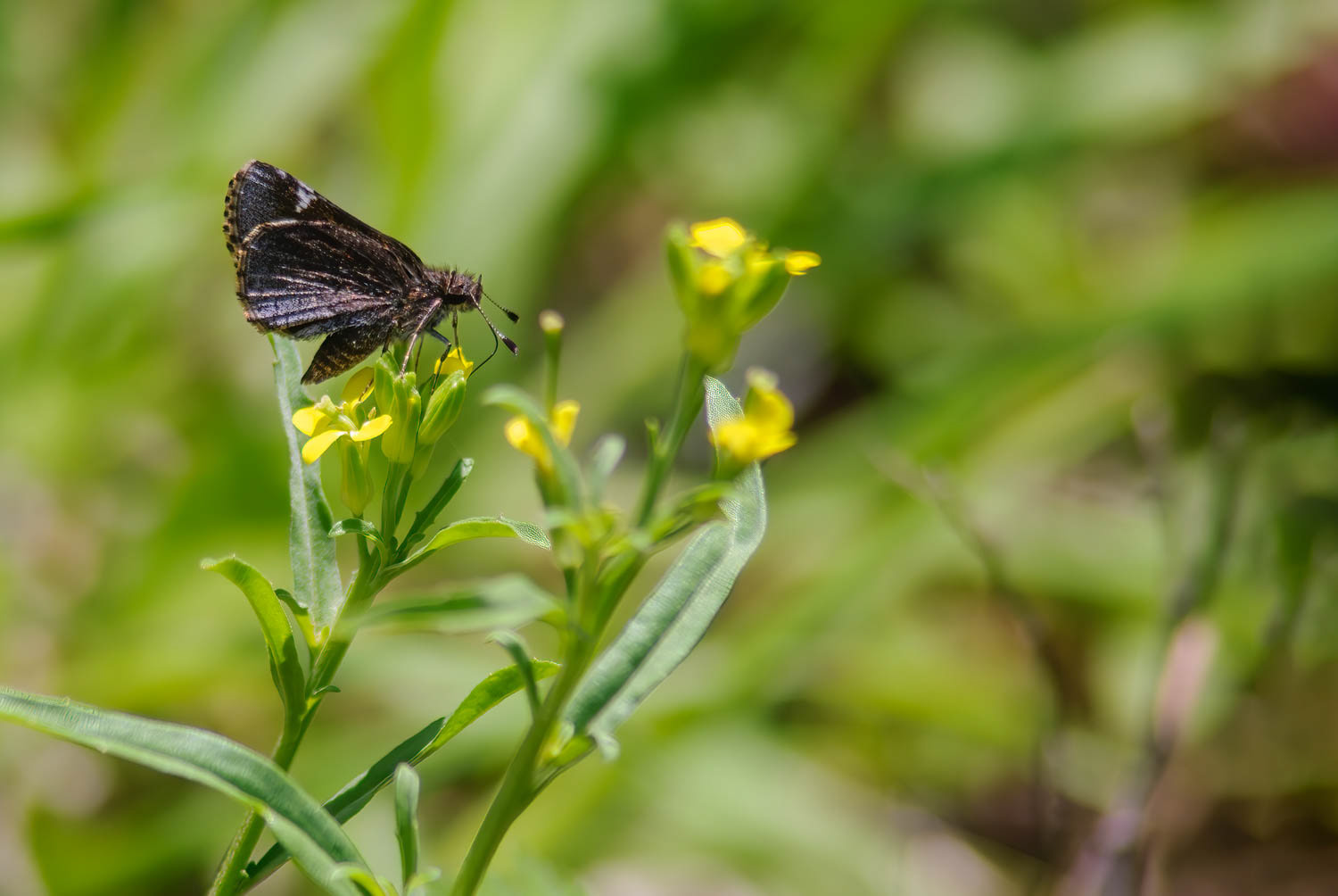 Common Roadside-Skipper Amblyscirtes vialis