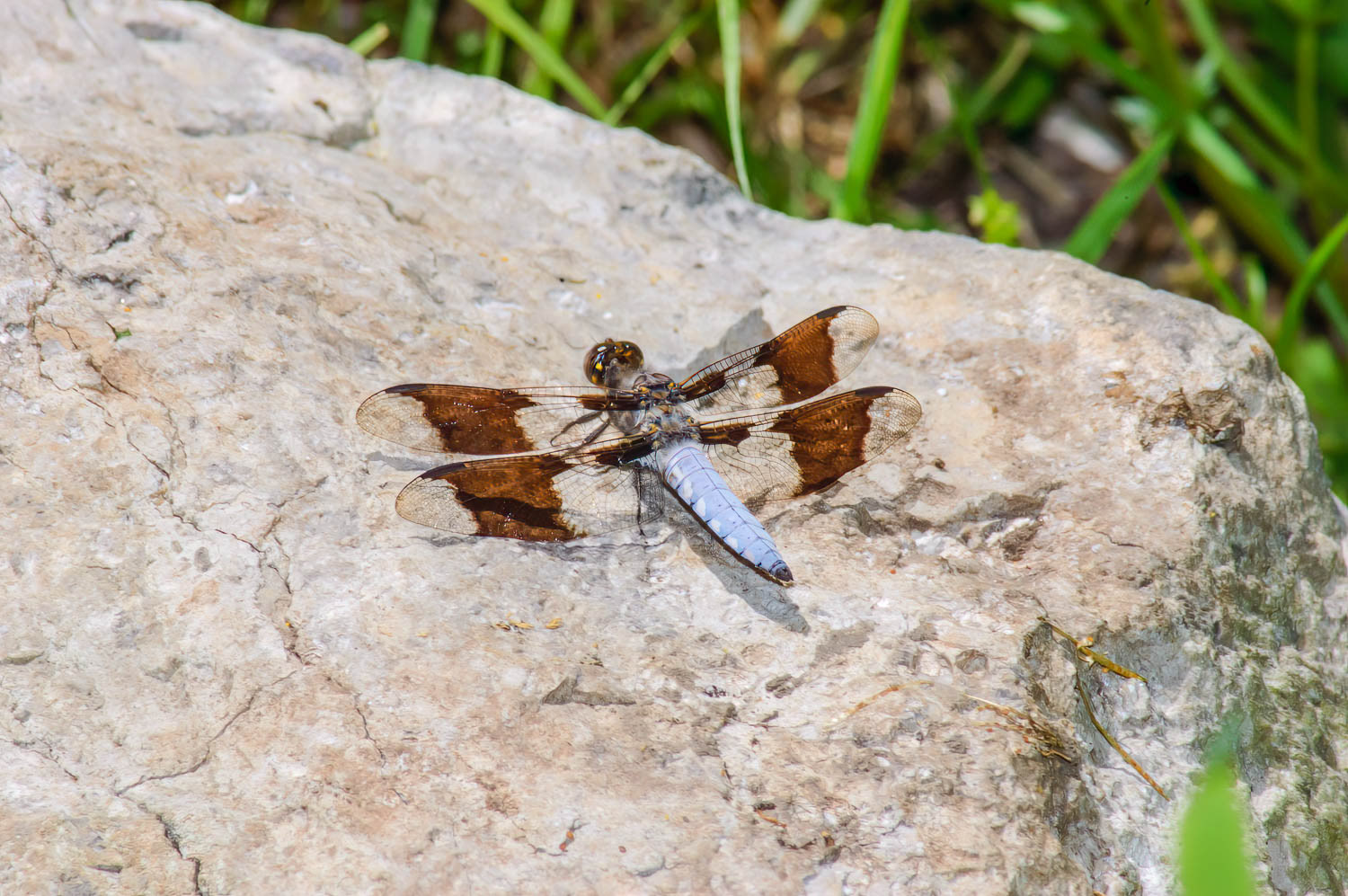 Common Whitetail (Libellula Lydia) Male