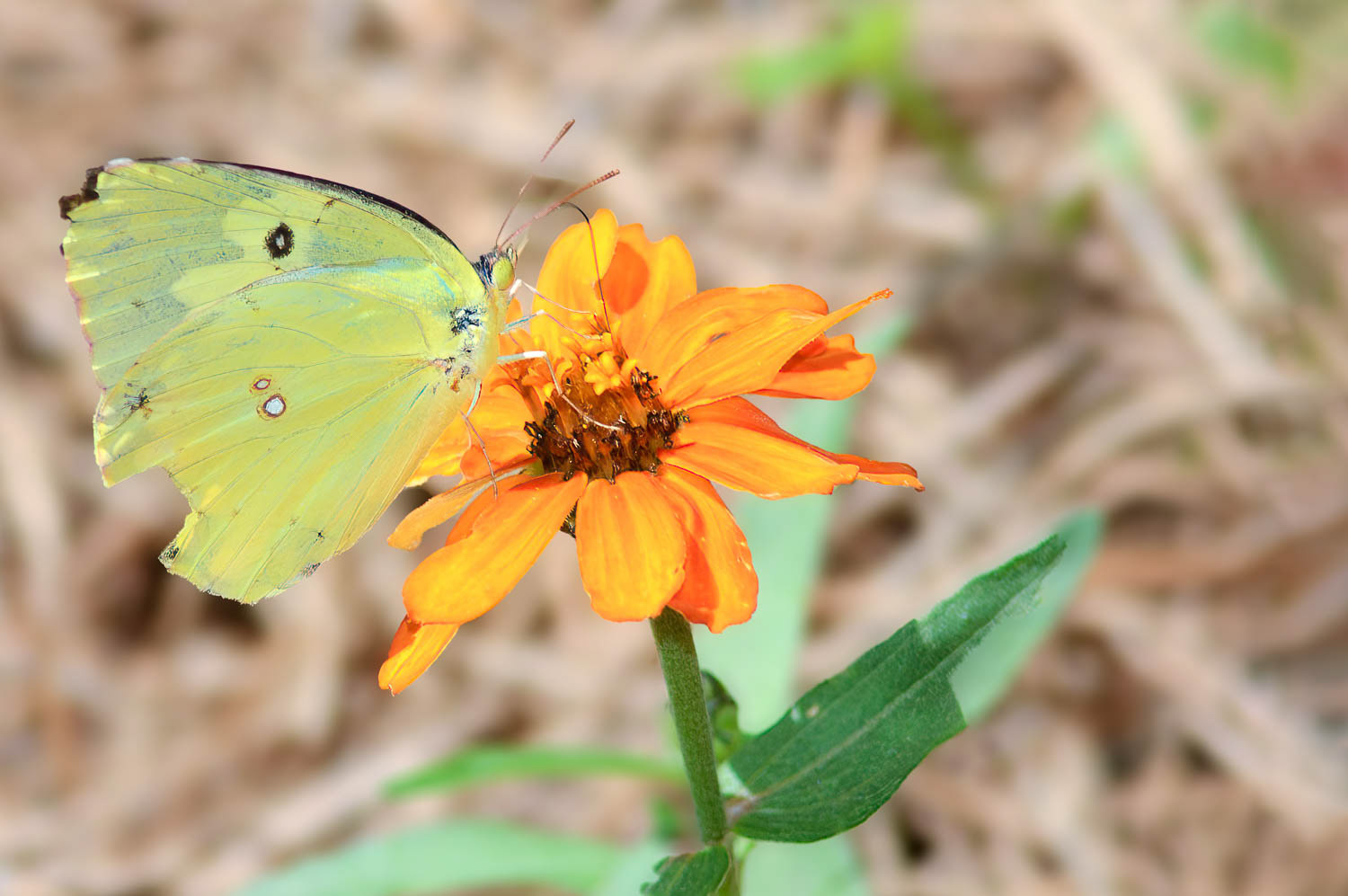Southern Dogface (Zerene cesonia)