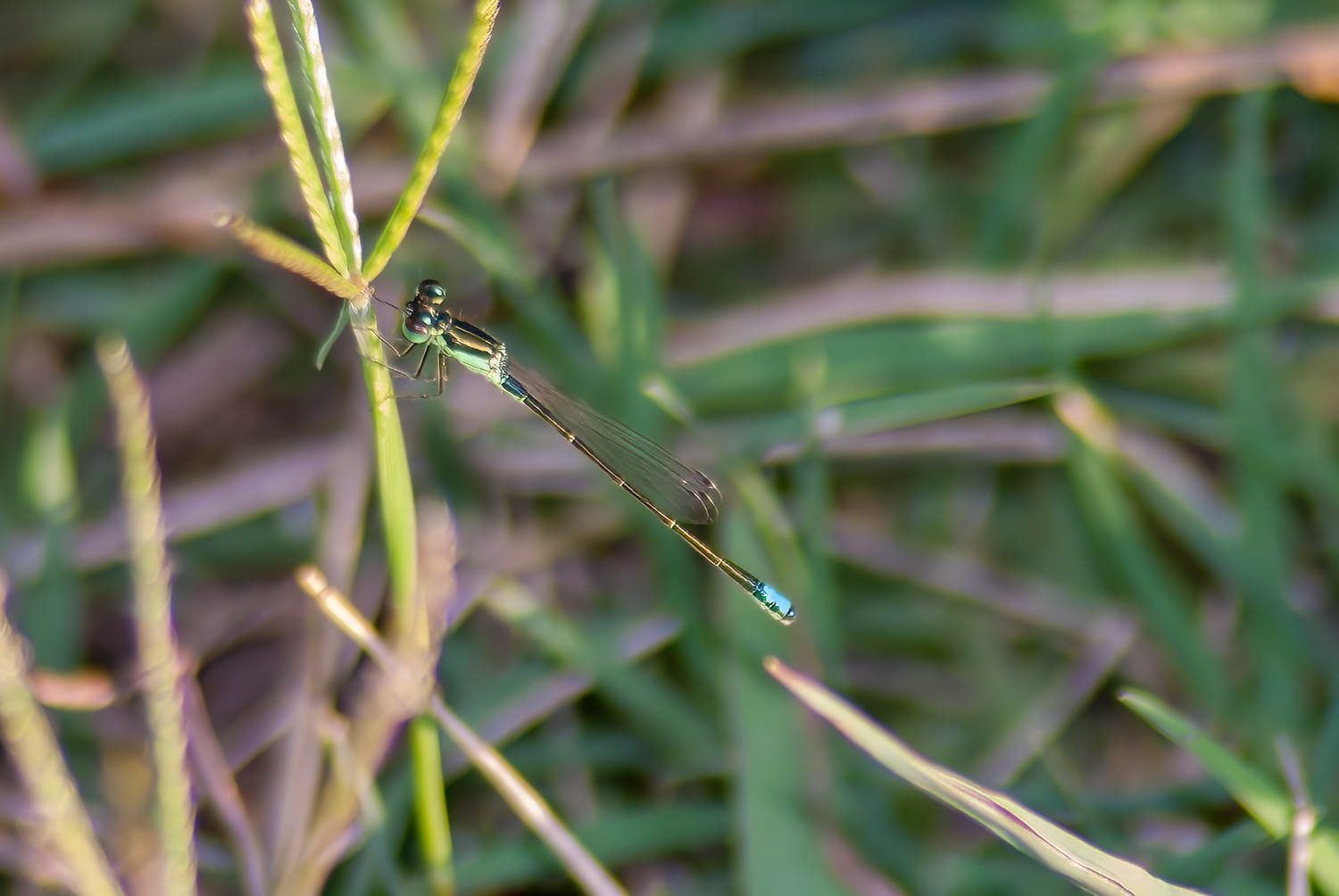 Ramburs Forktail Male (Ischnura Ramburii)