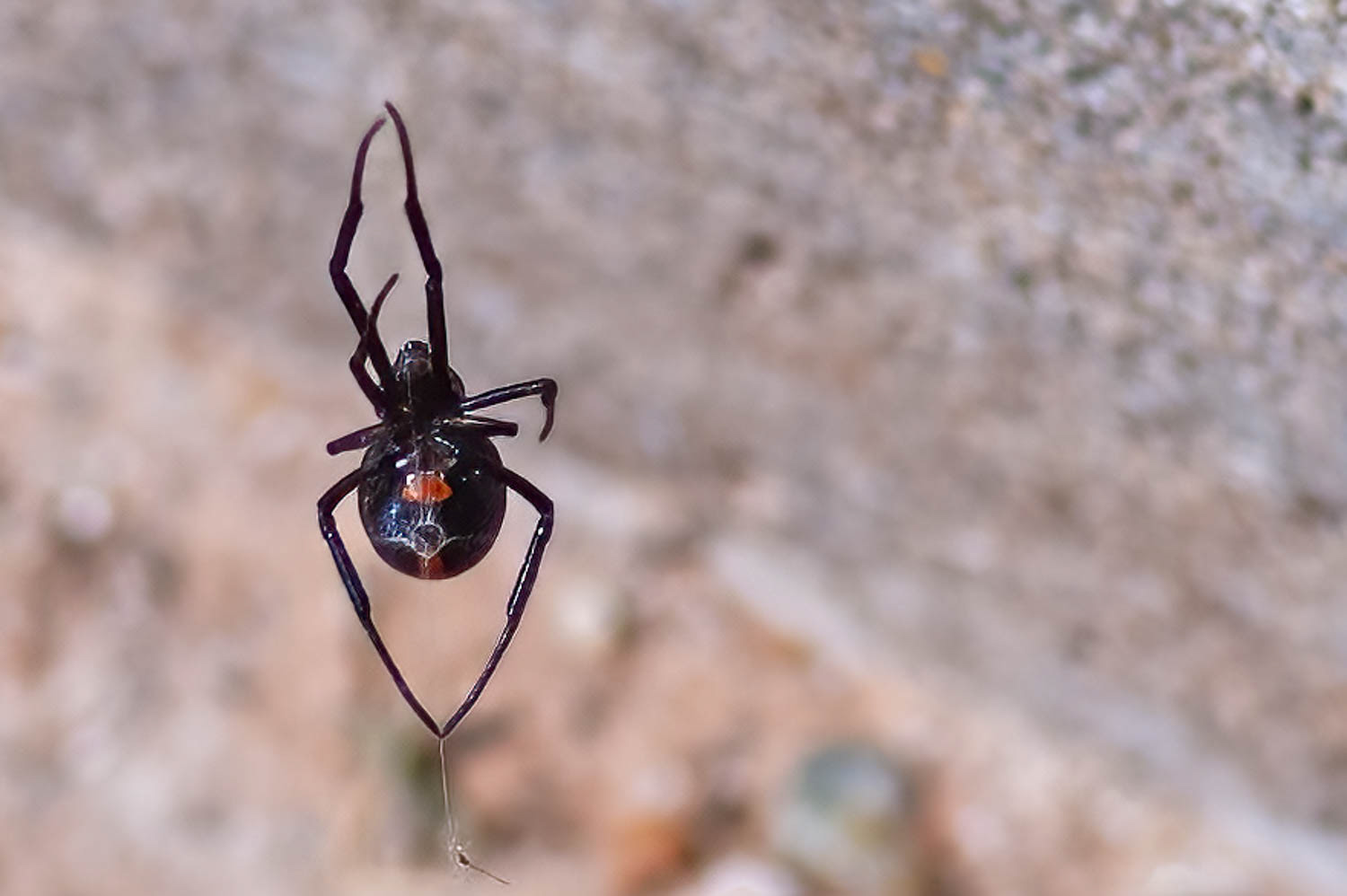 Black Widow (Letrodectus)