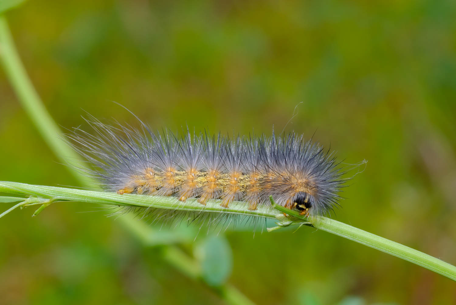 Salt Marsh Moth Caterpillar (Estigmene acrea)