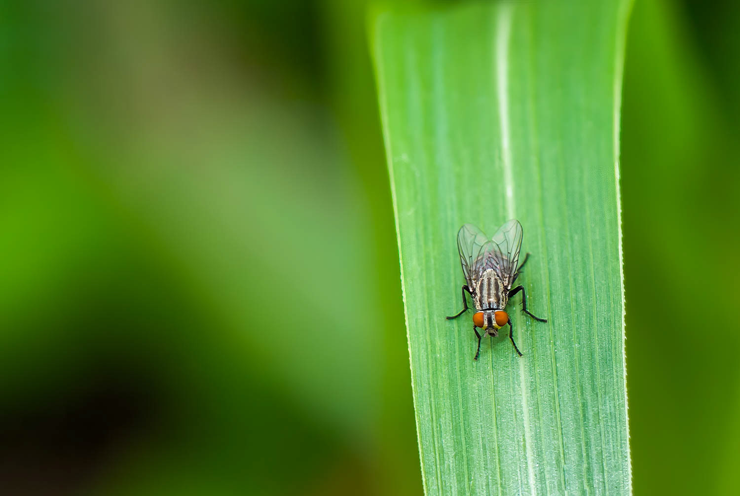 Flesh Fly