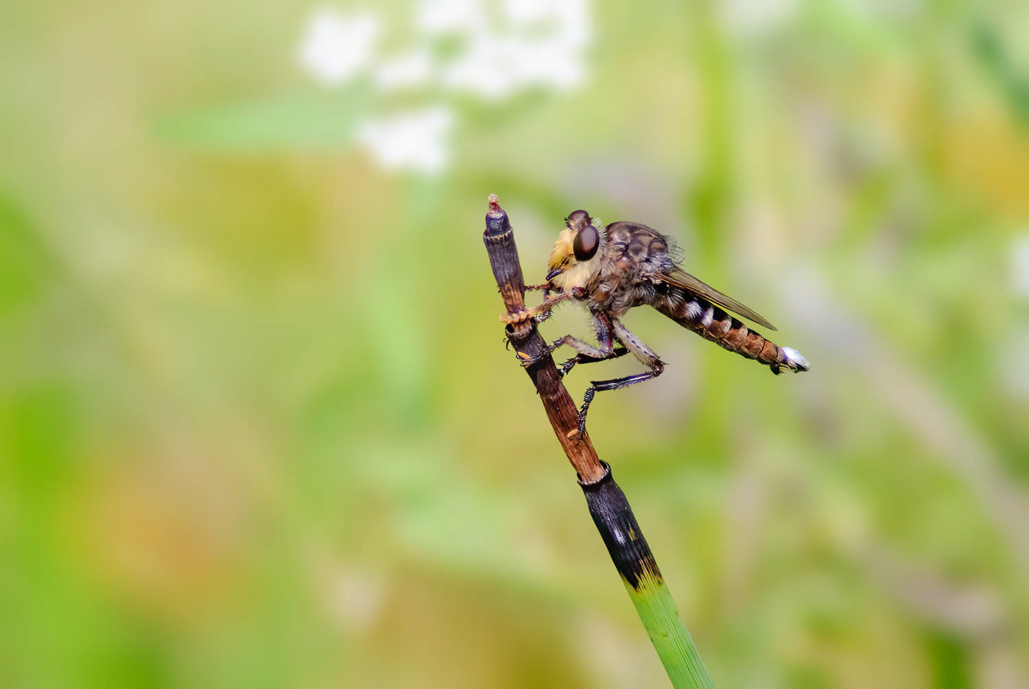 Robber F;y (Triorla interrupat)