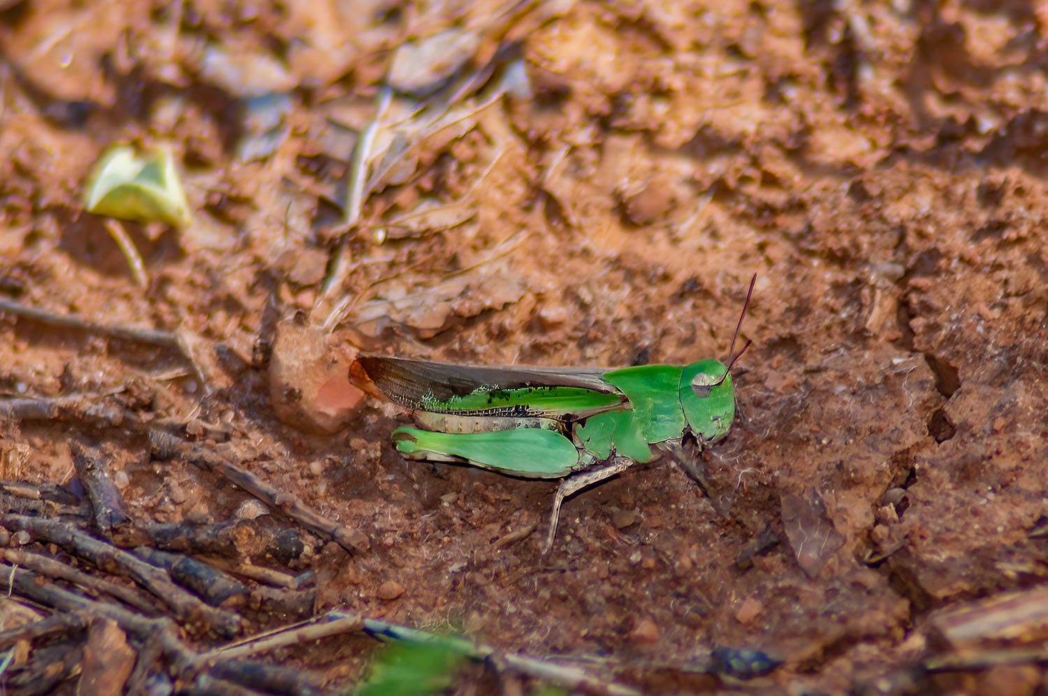 Green Striped Grasshopper (Chortophaga viridifasciata)