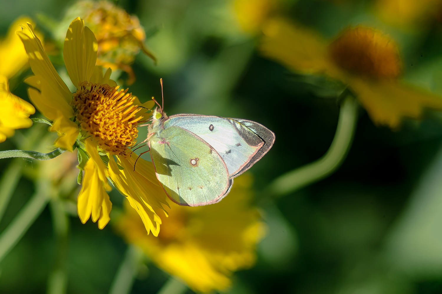 Clouded Sulphur (Colias philodice)