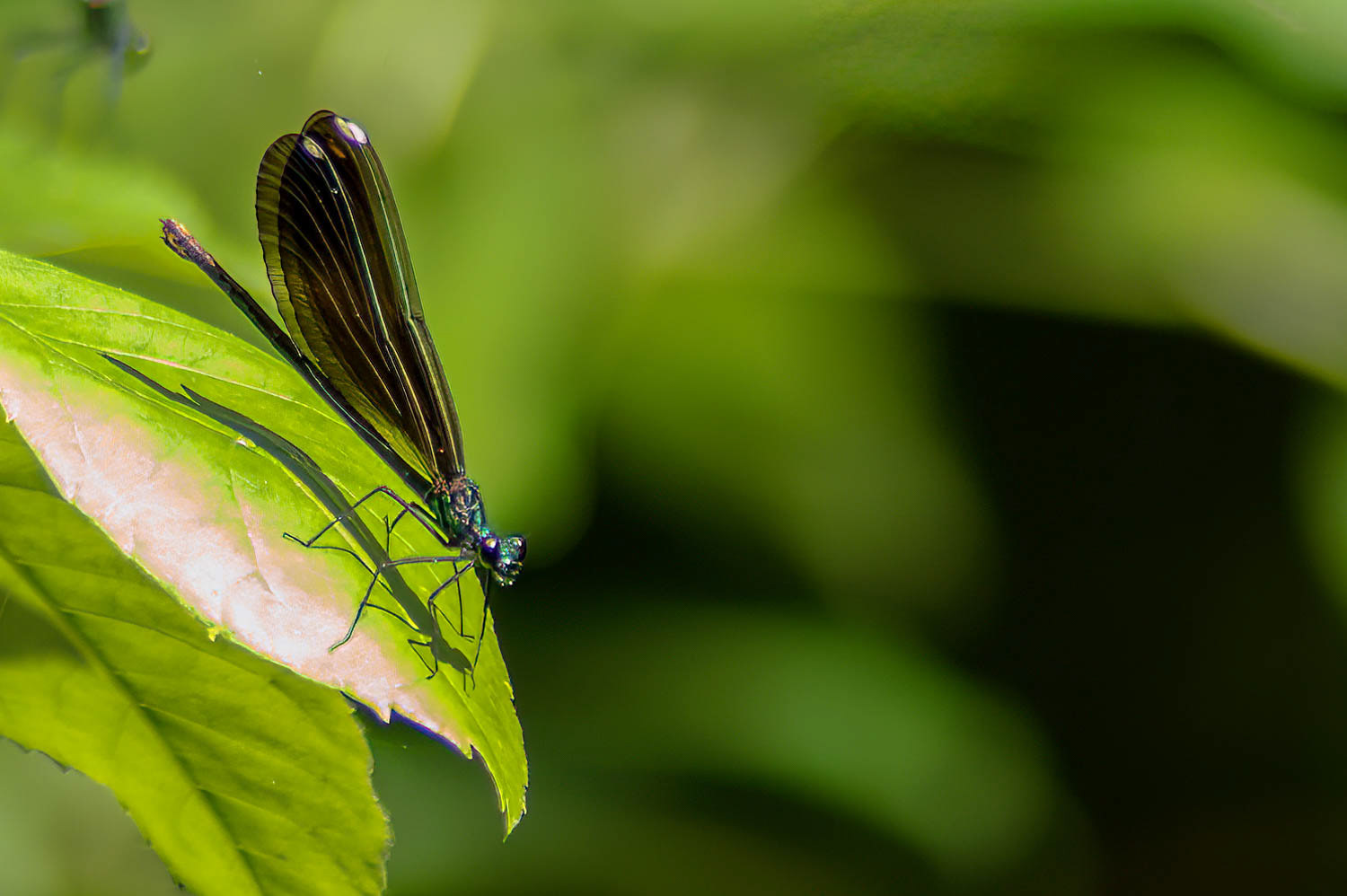 Ebony Jewelwing (Calopteryx maculata) Female