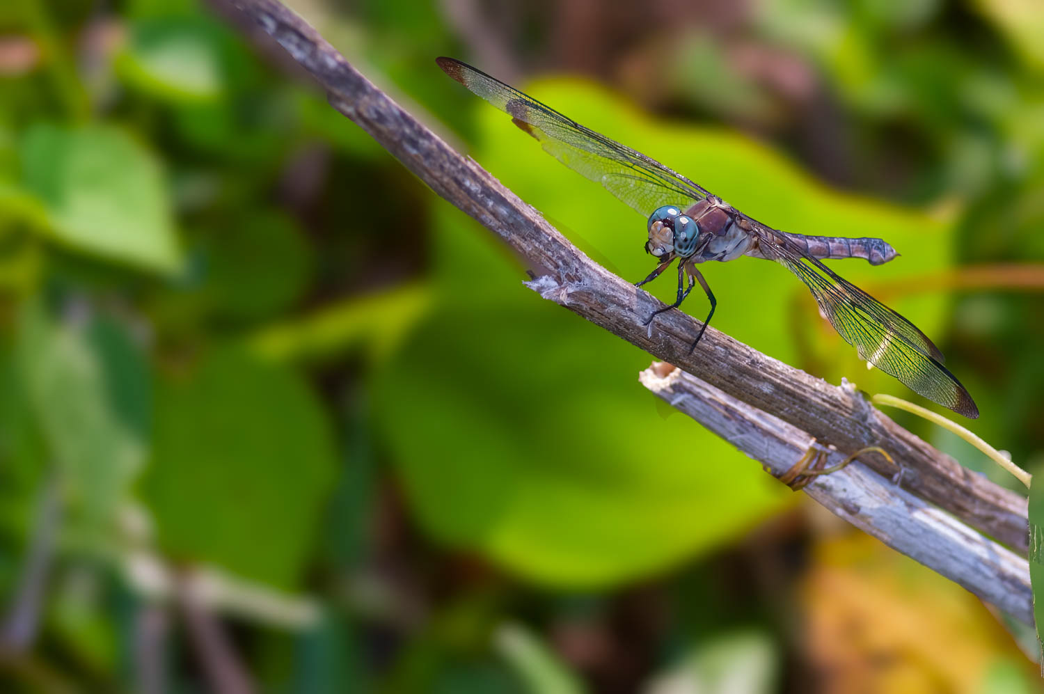 Great Blue Skimmer (Libellula vibrans)