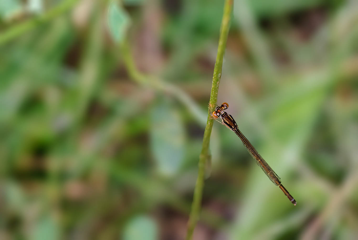 Plateau Spreadwing (Lestes alacer)