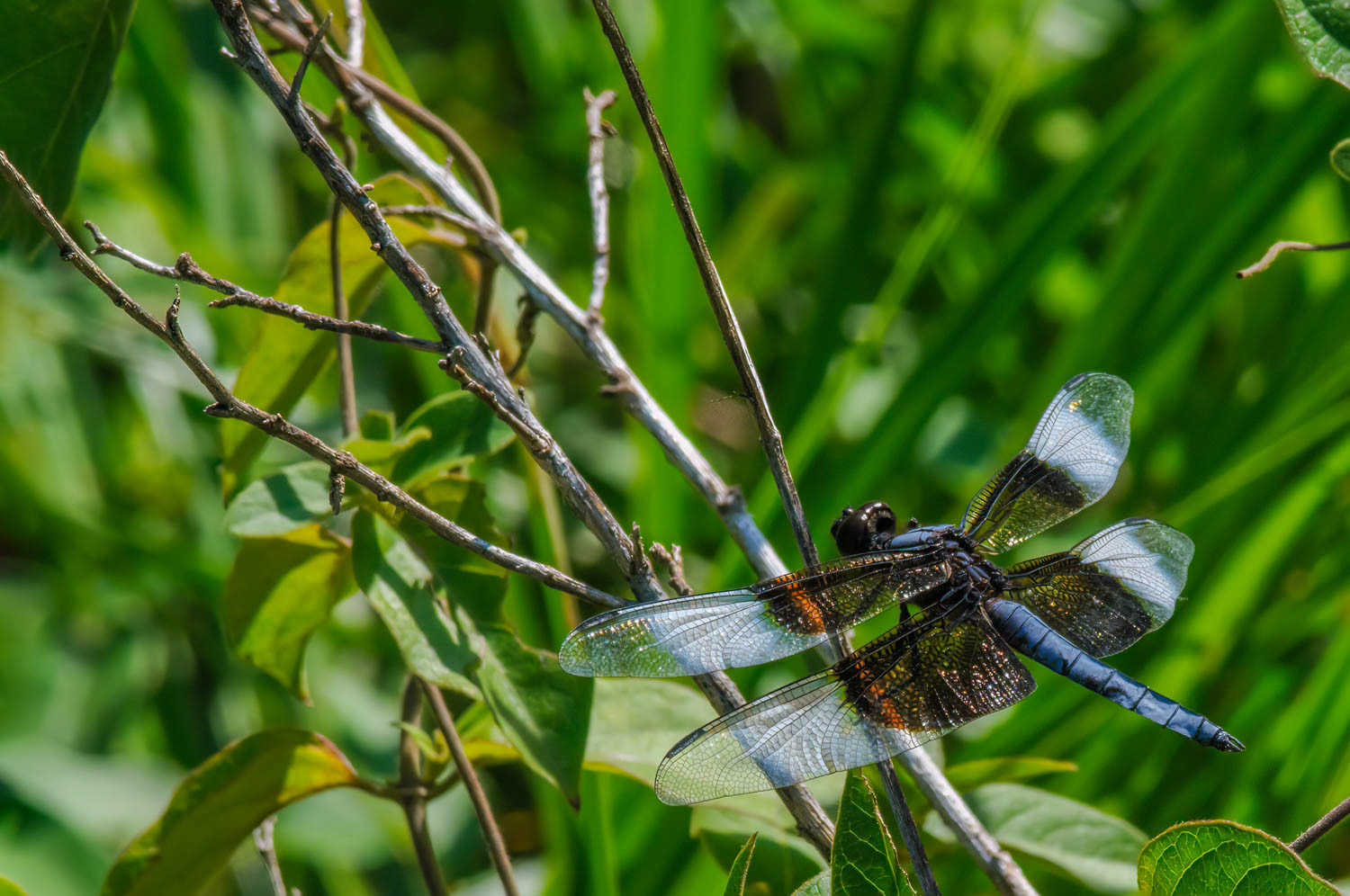 Widow Skimmer (Libellula luctuosa) Male
