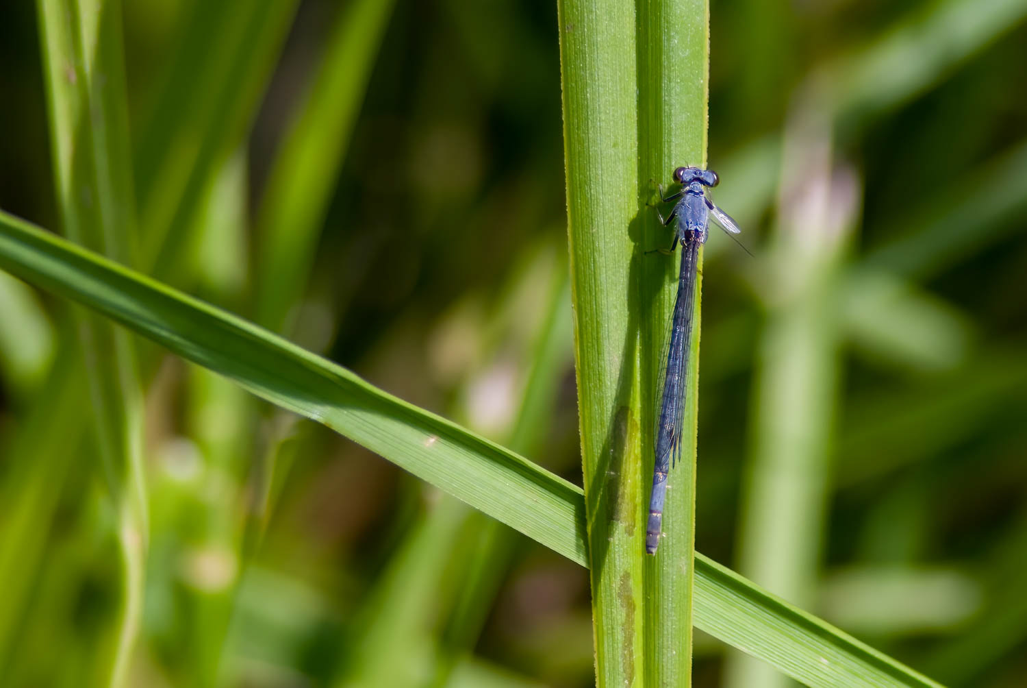 Powdered Dancer (Argia moesta) Male
