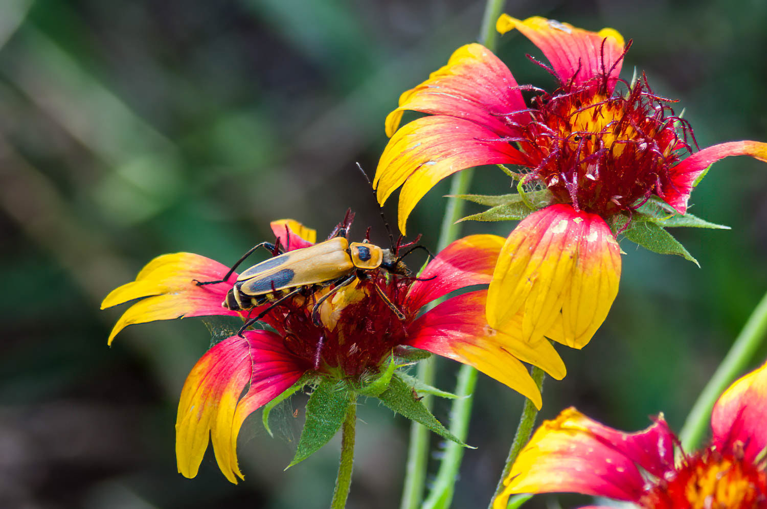 Pennsylvania Leatherwing Beetle (Chauliognathus pennsylvanicus)