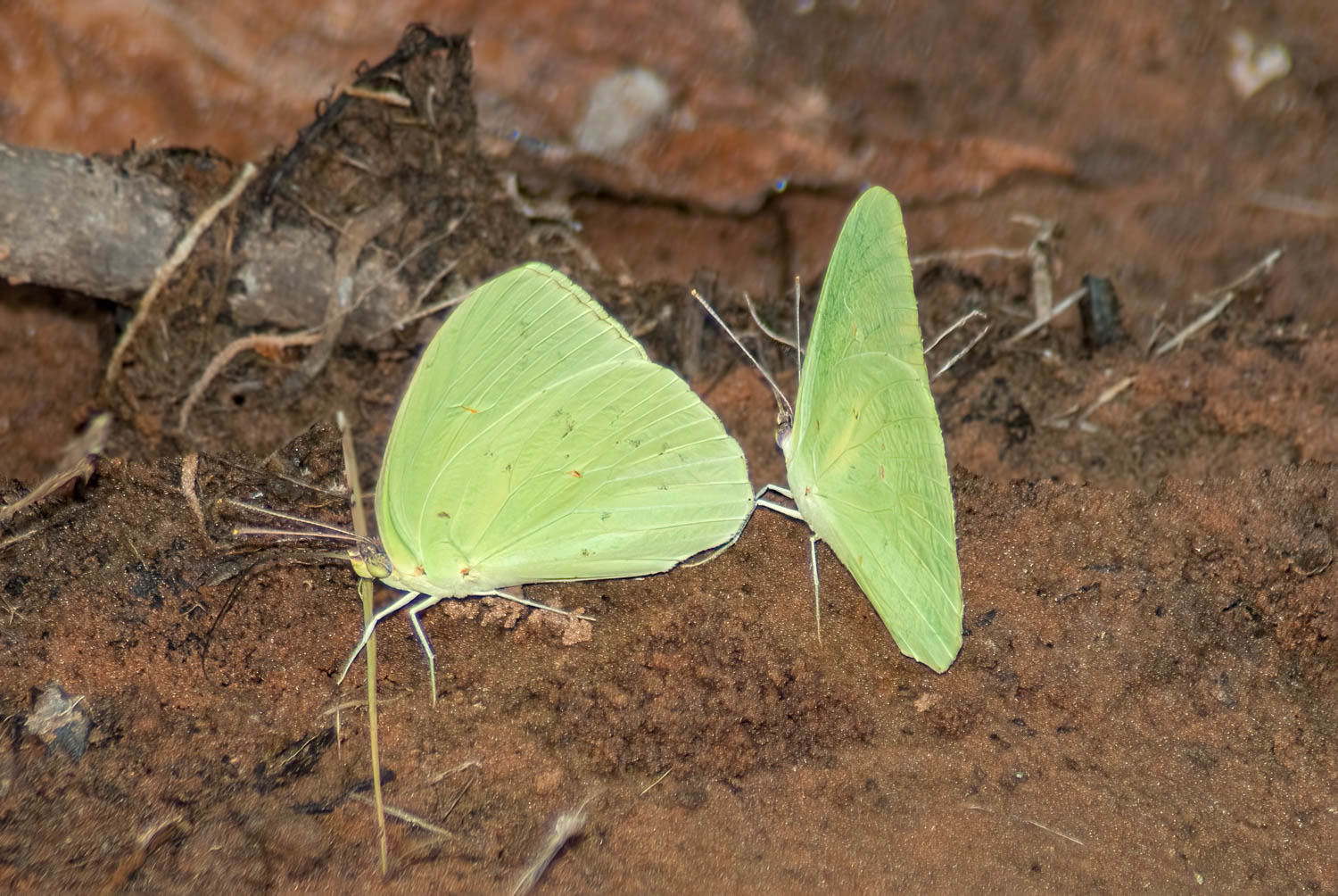 Cloudless Sulphur (Phoebis sennae)
