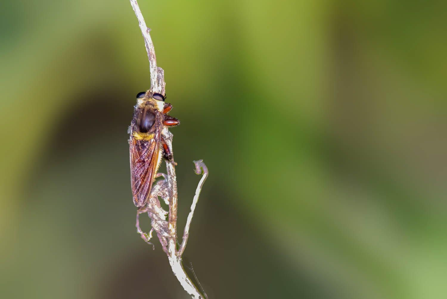 Robber Fly (Mallophora fautrix)