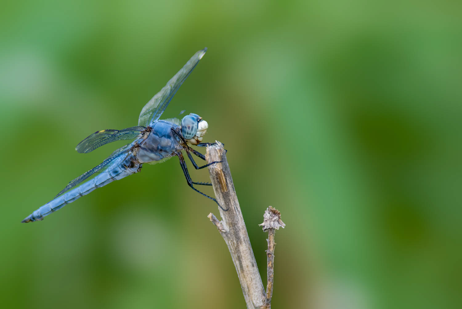 Comanche Skimmer (Libellula comanche) Male