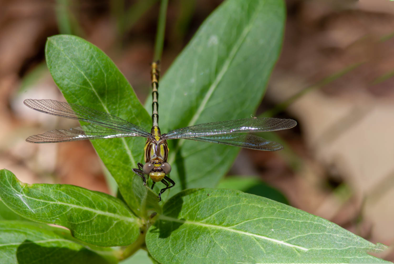 Sulphur-tipped Clubtail (Gomphus militaris)