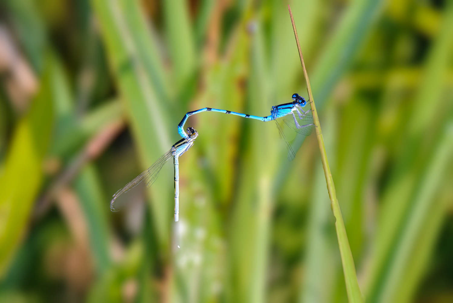 Familiar Bluet (Enallagma civile) Breeding Pair