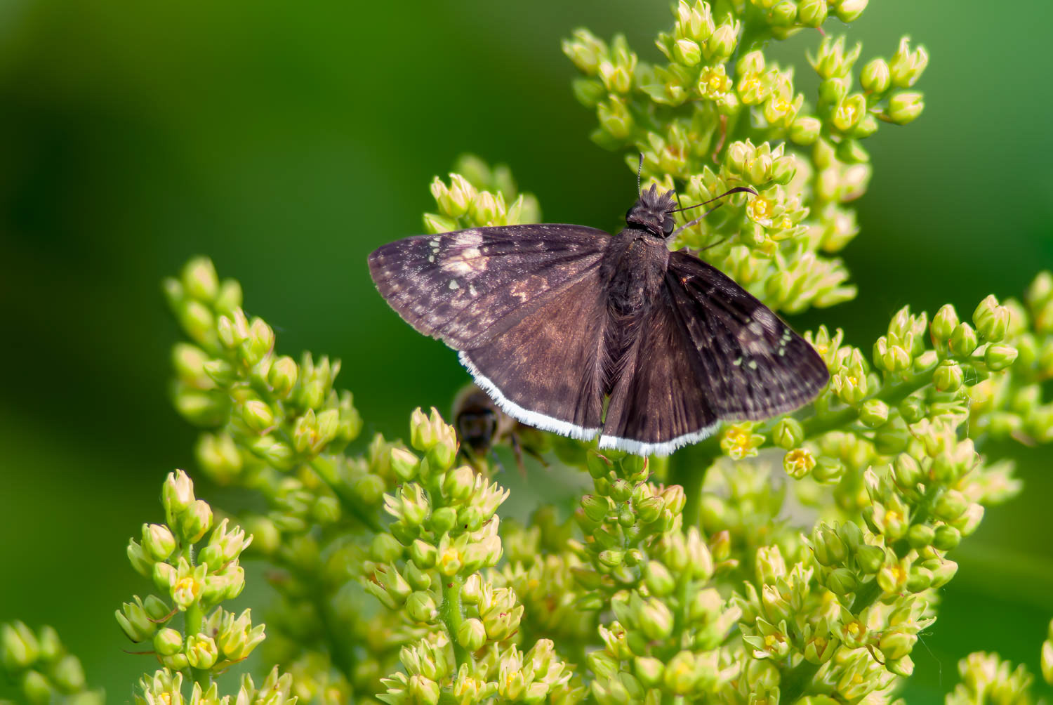 Funeral Duskywing ( Erynnis funeralis)