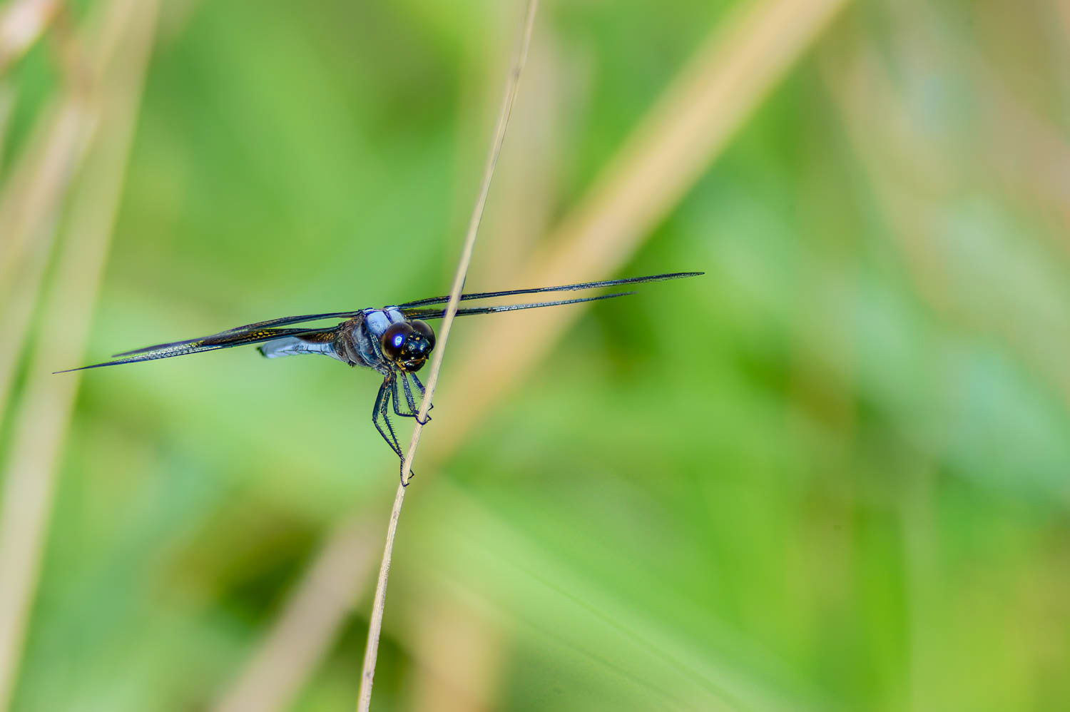 Eastern Pondhawk (Erythemis simplicicollis) Male
