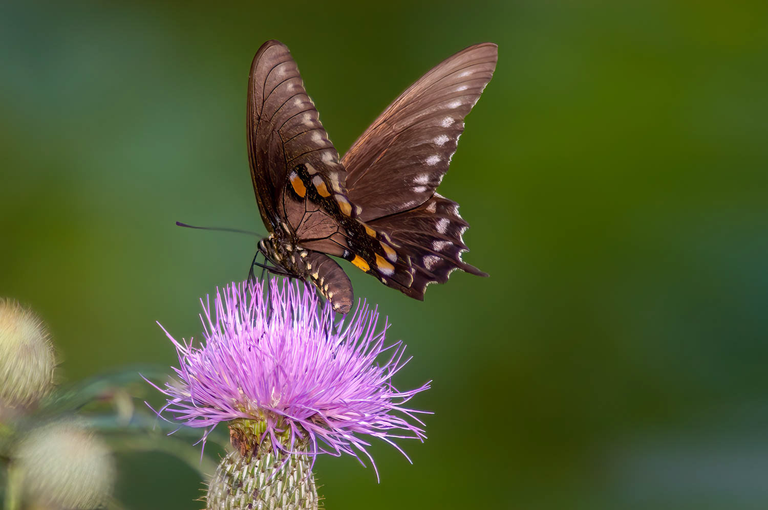 Pipevine Swallowtail Battus philenor)