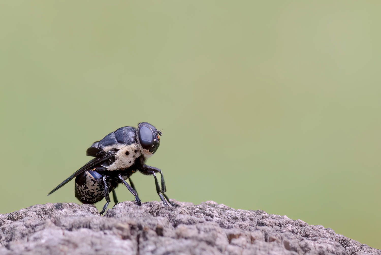 Bot Fly