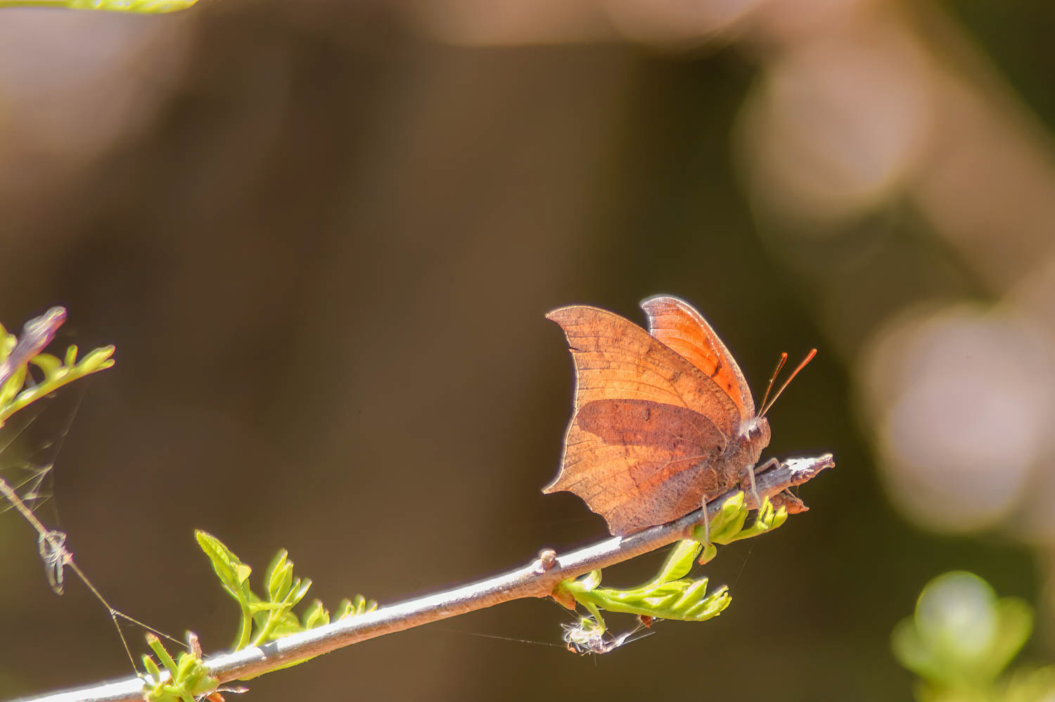 Goatweed Leafwing (Anaea andria)
