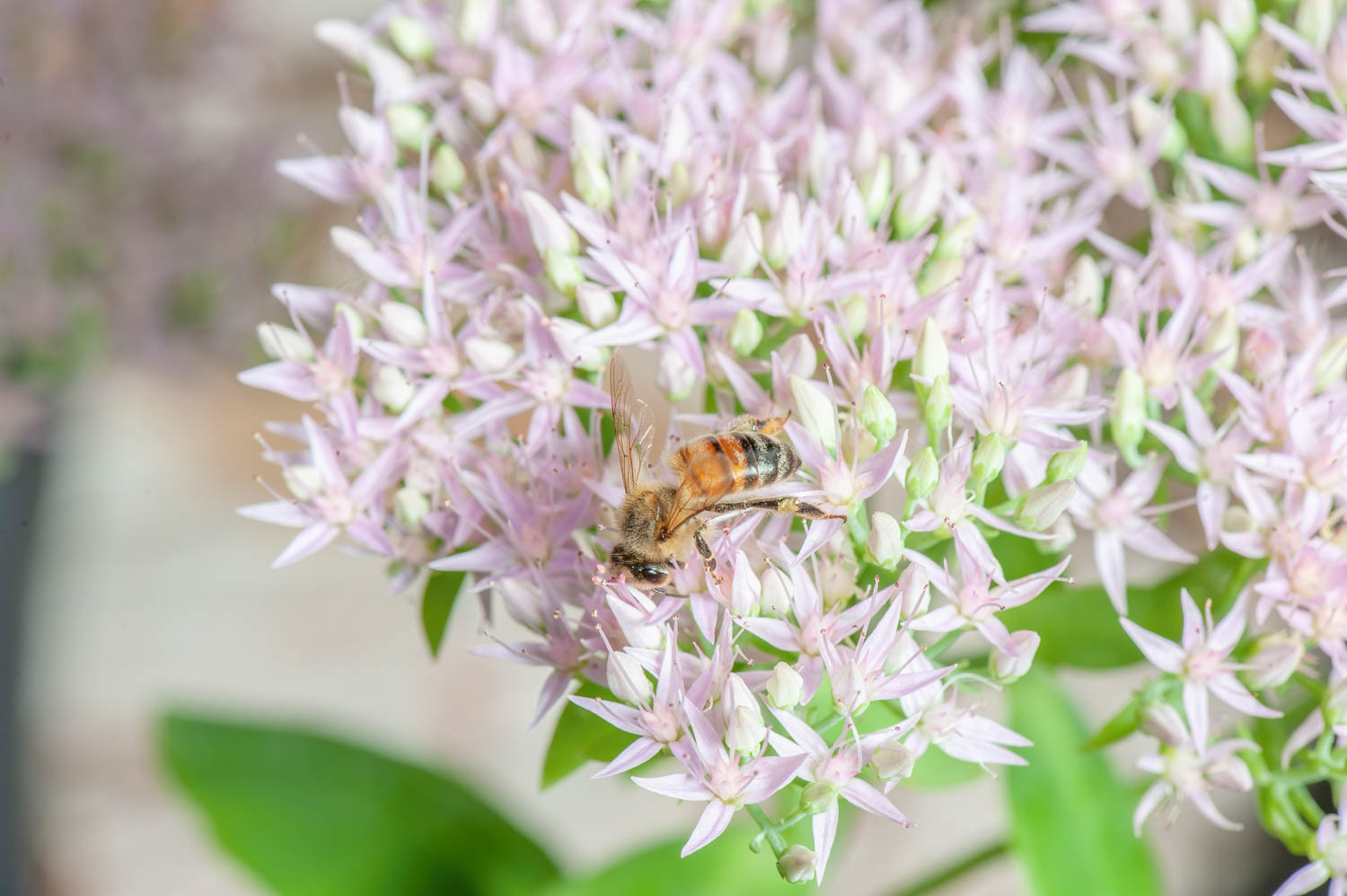 Western Honetbee (Apis meliffera)