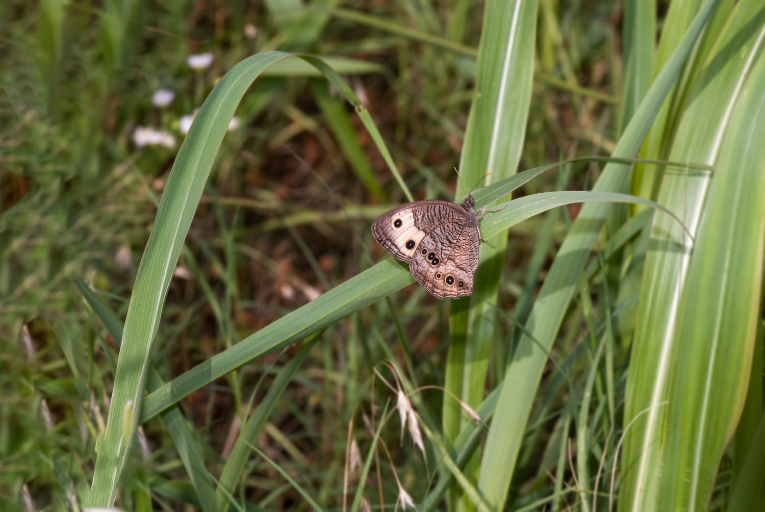 Common Wood Nymph (Cercyonis pegala)